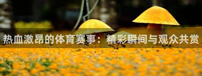 热血激昂的体育赛事：精彩瞬间与观众共赏